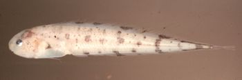 Media type: image; Ichthyology 76771